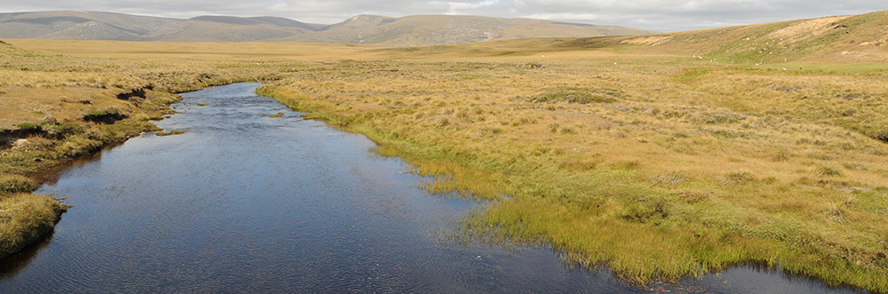 FRESHWATER FISH, an East Falkland river